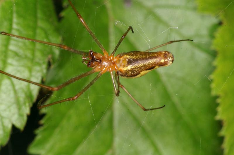 Tetragnatha_montana_D4970_Z_90_Les Gris_Frankrijk.jpg